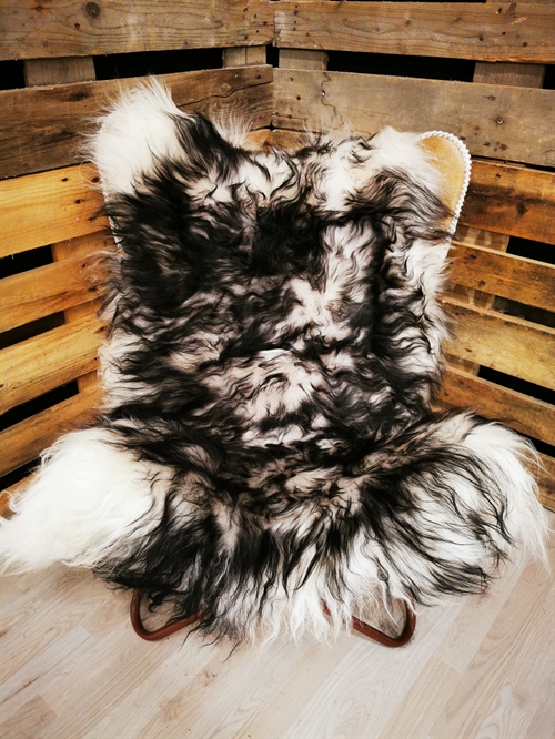 Lammeskind Islandsk Silver Shadow