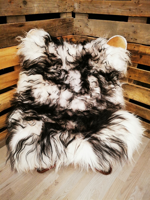 Lammeskind Islandsk Silver Shadow