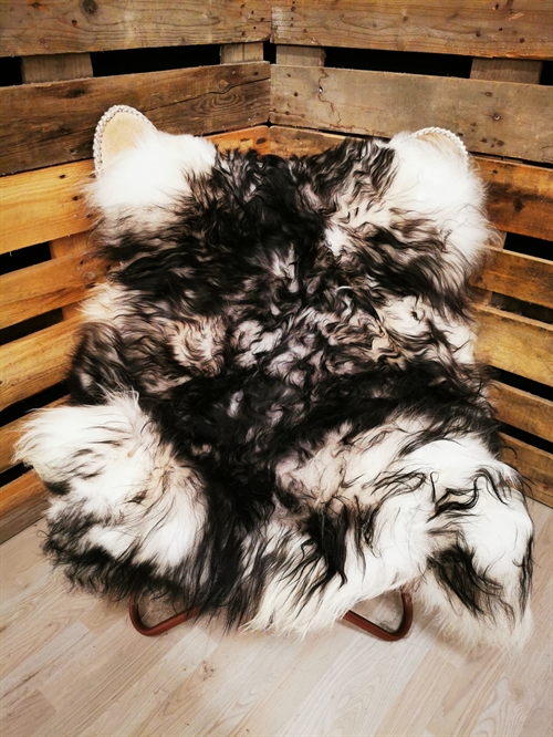 Lammeskind Islandsk Silver Shadow
