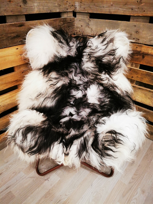 Lammeskind Islandsk Silver Shadow