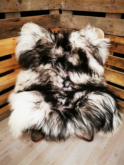 Lammeskind Islandsk Silver Shadow