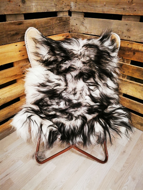Lammeskind Islandsk Silver Shadow
