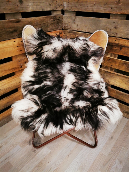 Lammeskind Islandsk Silver Shadow