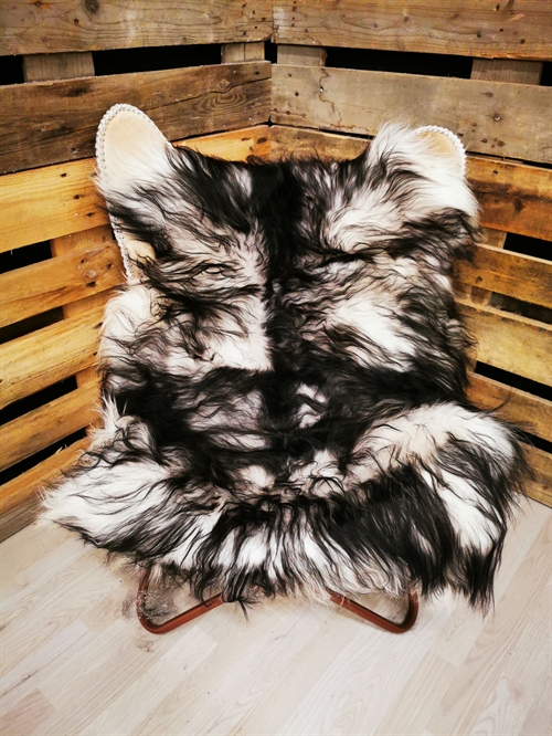 Lammeskind Islandsk Silver Shadow