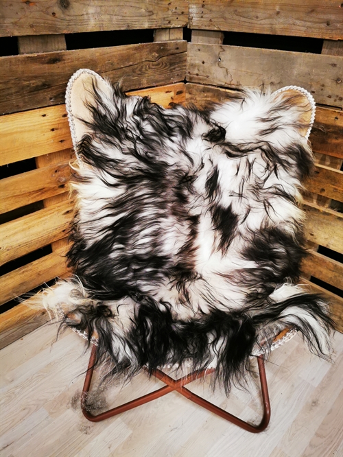 Lammeskind Islandsk Silver Shadow