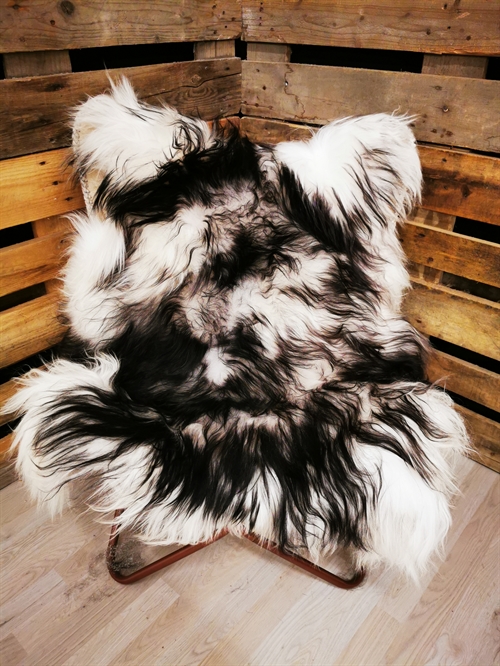 Lammeskind Islandsk Silver Shadow