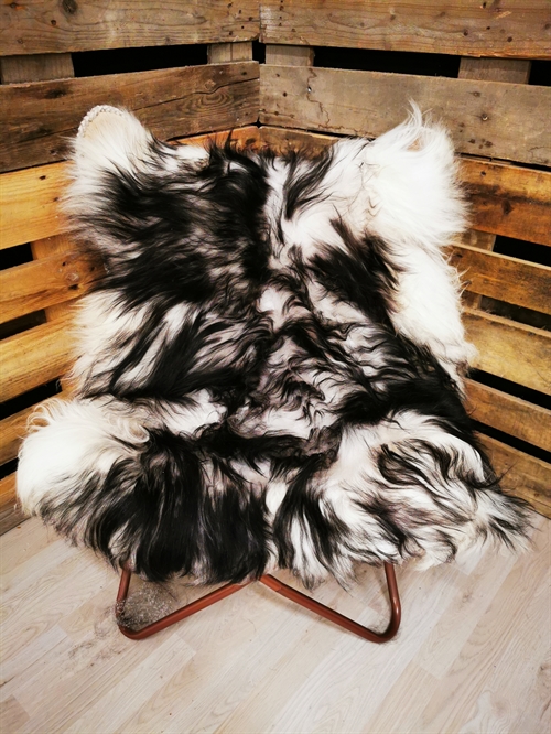 Lammeskind Islandsk Silver Shadow 42073
