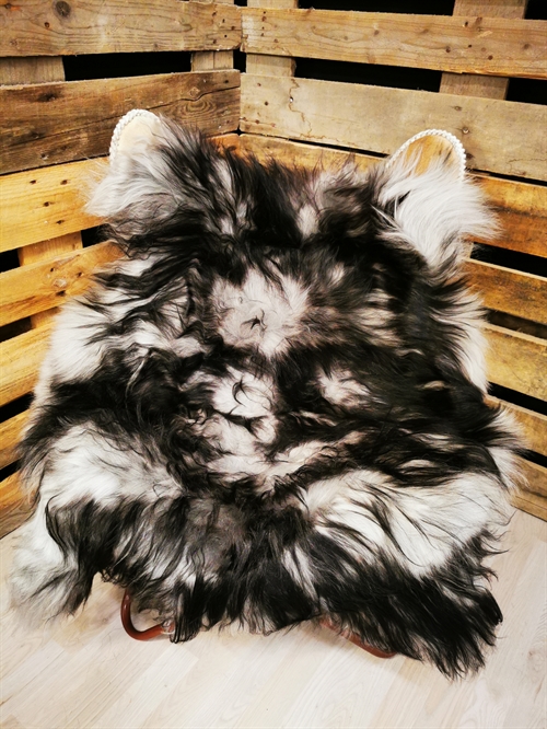 Lammeskind Islandsk Silver Shadow 