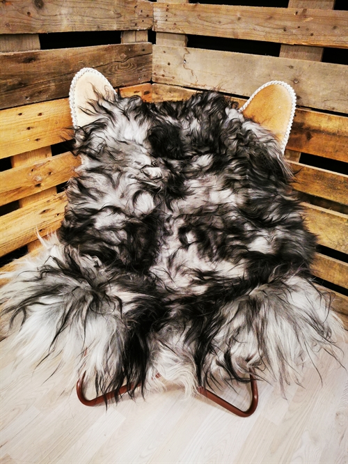 Lammeskind Islandsk Silver Shadow 