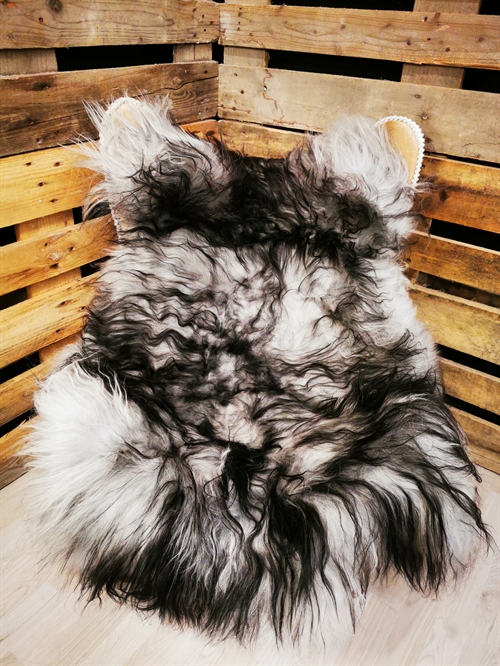 Lammeskind Islandsk Silver Shadow 