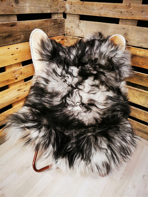 Lammeskind Islandsk Silver Shadow 