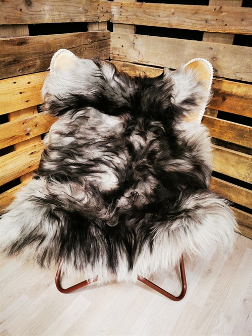 Lammeskind Islandsk Silver Shadow 