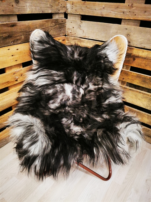 Lammeskind Islandsk Silver Shadow 