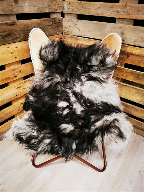 Lammeskind Islandsk Silver Shadow 