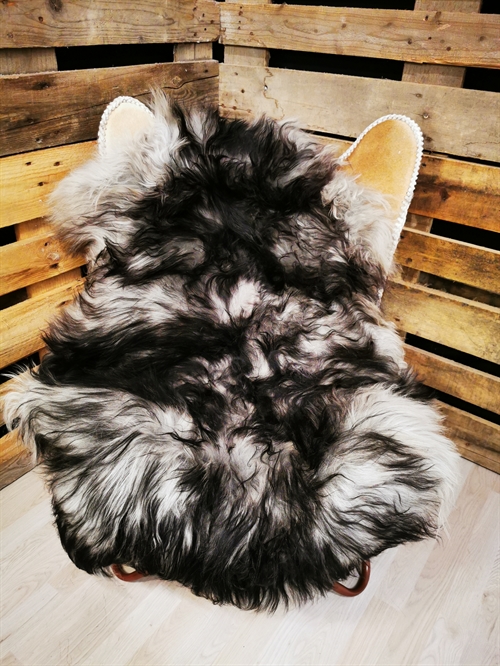 Lammeskind Islandsk Silver Shadow 