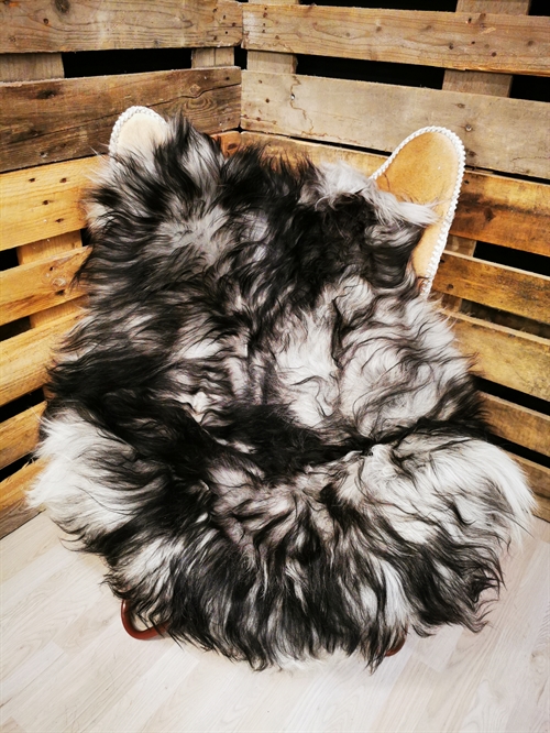 Lammeskind Islandsk Silver Shadow 