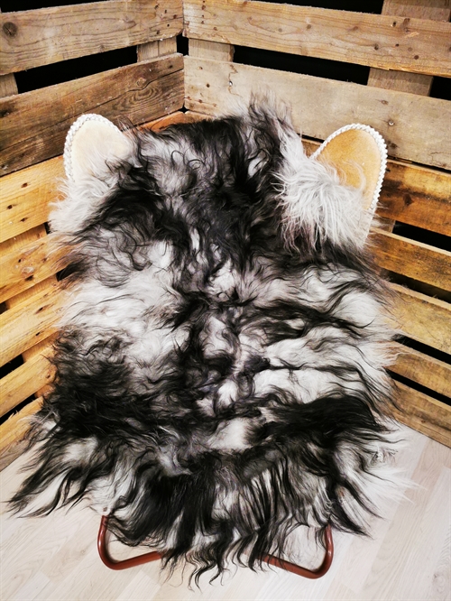 Lammeskind Islandsk Silver Shadow 