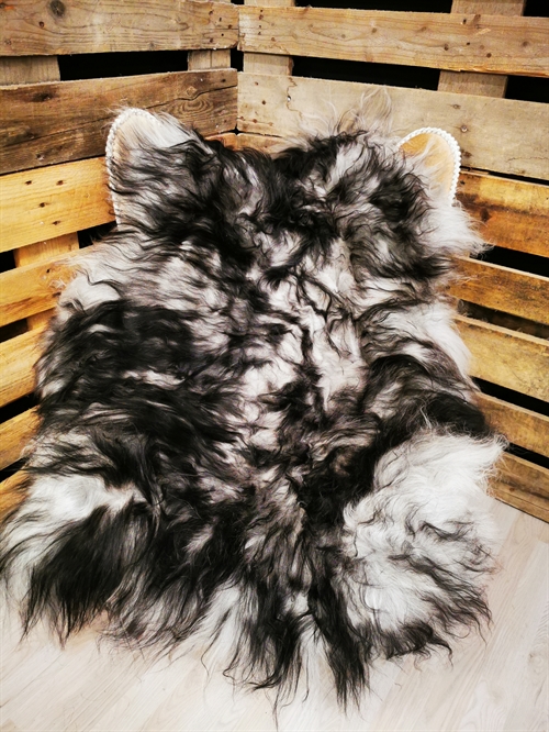 Lammeskind Islandsk Silver Shadow 
