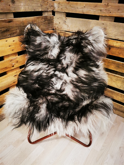 Lammeskind Islandsk Silver Shadow 