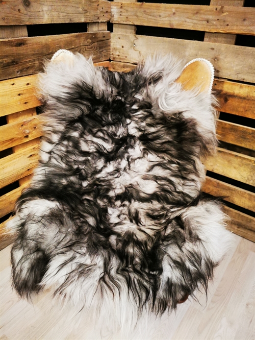 Lammeskind Islandsk Silver Shadow 