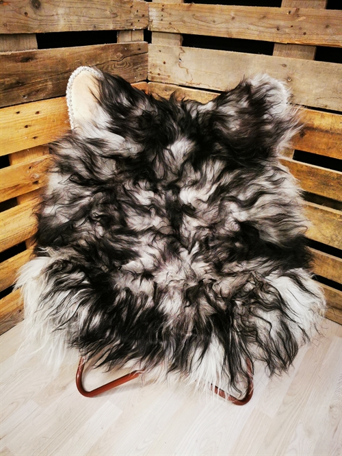 Lammeskind Islandsk Silver Shadow 