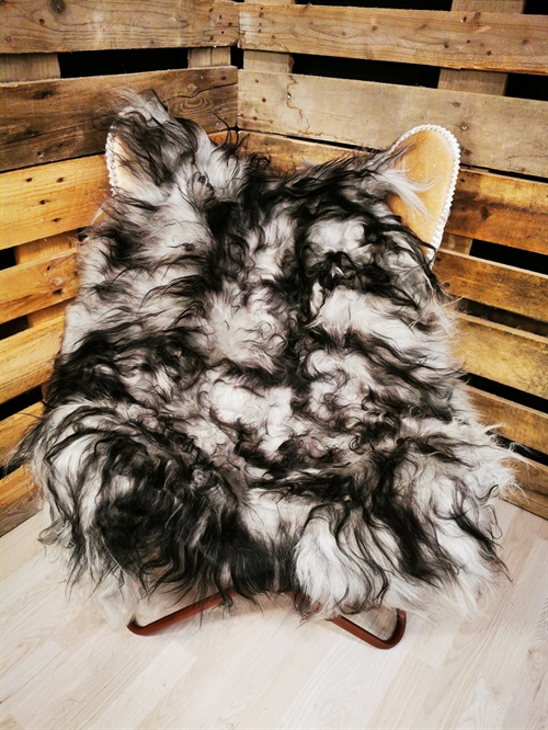 Lammeskind Islandsk Silver Shadow 