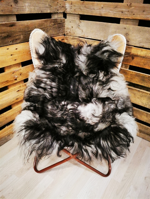 Lammeskind Islandsk Silver Shadow 