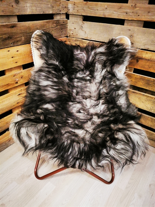 Lammeskind Islandsk Silver Shadow 