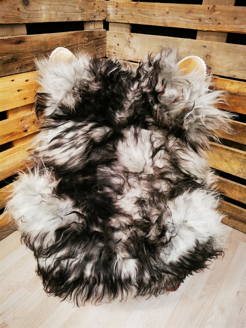 Lammeskind Islandsk Silver Shadow 