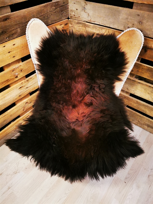 Lammeskind Islandsk Rusty