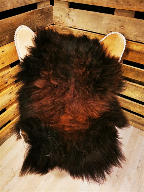 Lammeskind Islandsk Rusty