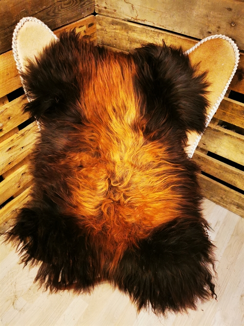 Lammeskind Islandsk Rusty