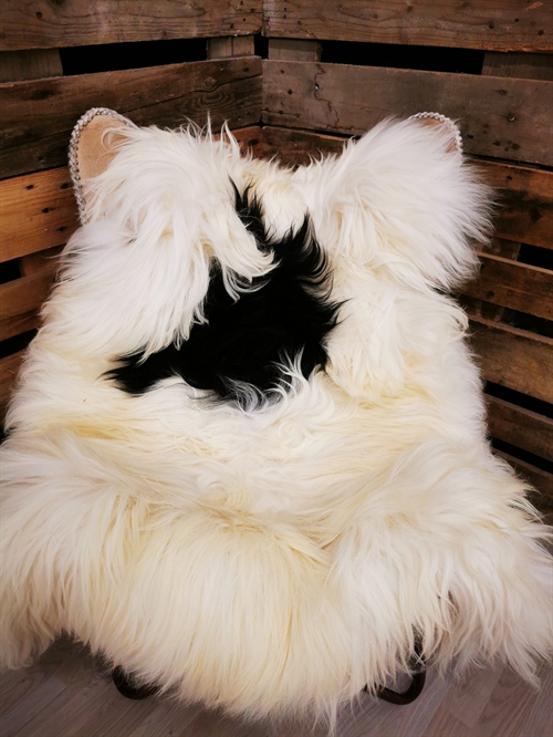 Lammeskind Islandsk Broget