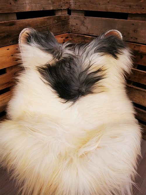 Lammeskind Islandsk Broget