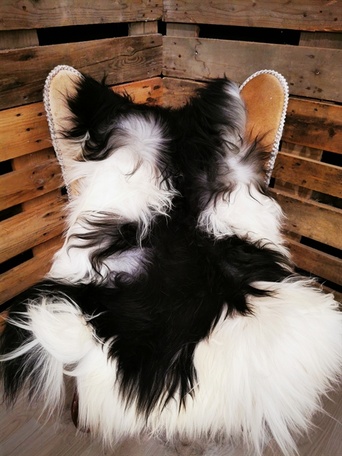 Lammeskind Islandsk Broget