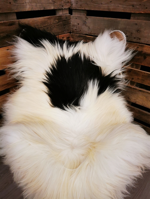 Lammeskind Islandsk Broget